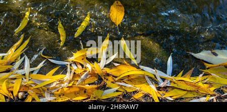 Top view of bright yellow fallen willow leaves in water on a sunny day. Flat lay. Panorama. Stock Photo