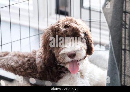 Cute labradoodle sitting on its cage and looking to the camera Stock Photo