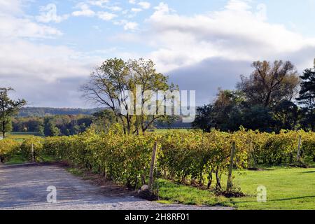 Westfield, New York, USA. Grape vines on a vineyard in western New York state. The area east to the Finger Lakes Region is known for winemaking. Stock Photo