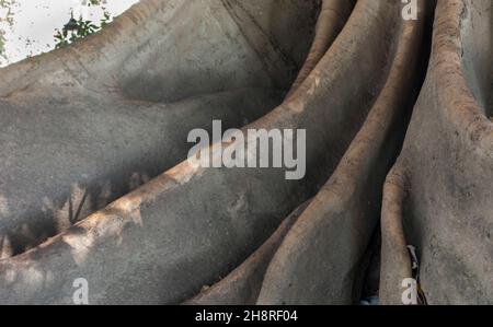 Ombu rubber tree roots Recoleta, Buenos Aires, Argentina Stock Photo
