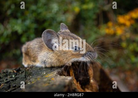 Field mouse (Apodemus sylvaticus), also wood mouse: close up of head with whiskers, and nose / snout, photographed in a garden in Surrey, SE England