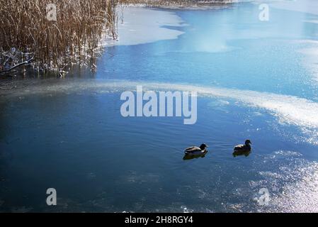 Wildlife ducks in the lake of public park in winter Stock Photo
