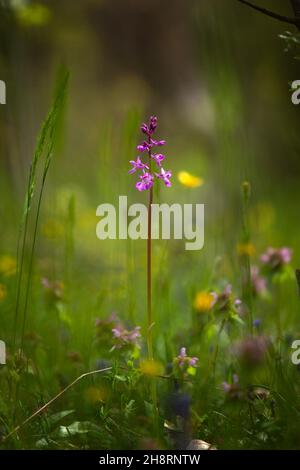 Dactylorhiza romana rare orchid from Bulgaria. Orchid flower. Plants from Rhodope mountains. Stock Photo