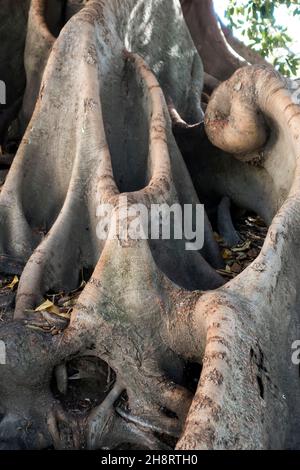 Ombu rubber tree roots Recoleta, Buenos Aires, Argentina Stock Photo