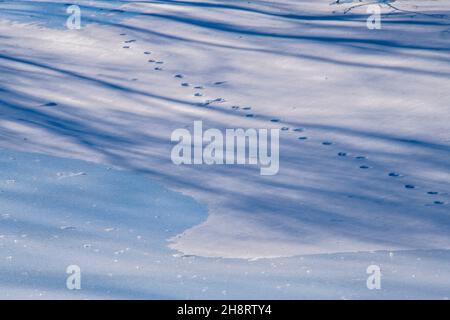 Winter shadows on ice-covered snow, Greater Sudbury, Ontario, Canada Stock Photo