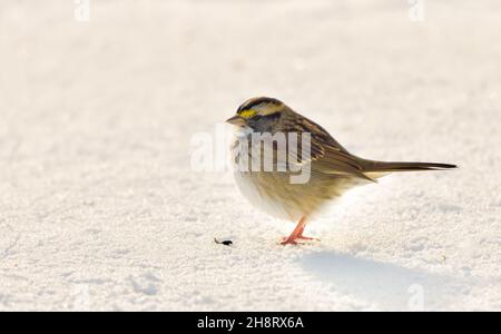 Closeup of a white-throated sparrow on an expanse of powder snow.  Long Island, New York. Copy space. Horizontal format. Stock Photo