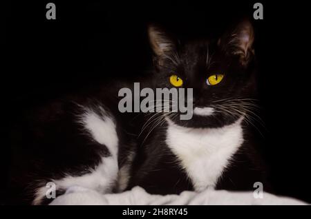 Fancy, a black and white tuxedo cat, is pictured on black, Nov. 26, 2021, in Coden, Alabama. Tuxedo cats are named for their color pattern. Stock Photo