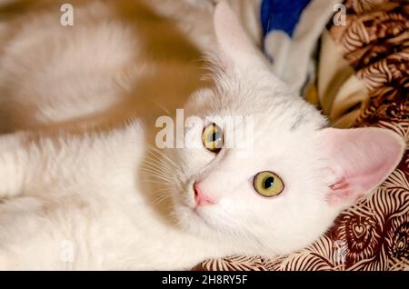 Baby, a two-month-old white kitten, lays in a cat bed, Nov. 26, 2021, in Coden, Alabama. Stock Photo