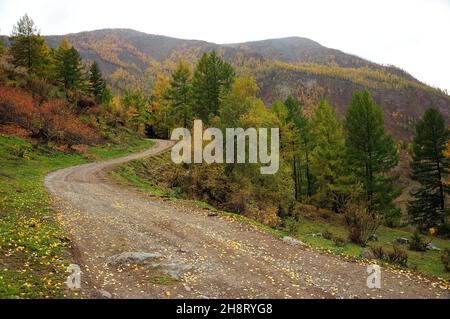 A winding forest road rises to the top of the hill, skirting tall pine trees against the backdrop of an autumn mountain range. Altai, Siberia, Russia.