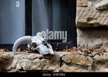 An old cow skull lies on a windowsill in the village. Front view. Stock Photo