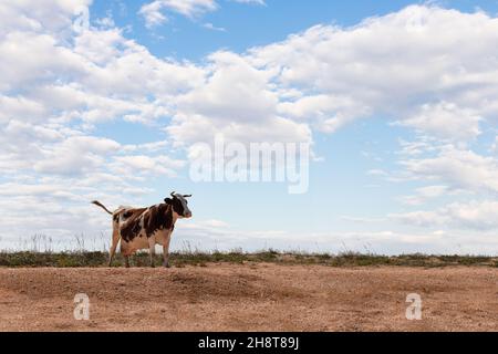 A white-brown cow stands by the beach against the background of grass and sky. Front view. Stock Photo