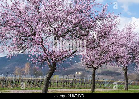 Almond blossom in the Palatinate Stock Photo