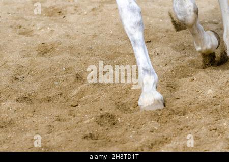 horse hoof that bars on the sandy ground in italy Stock Photo