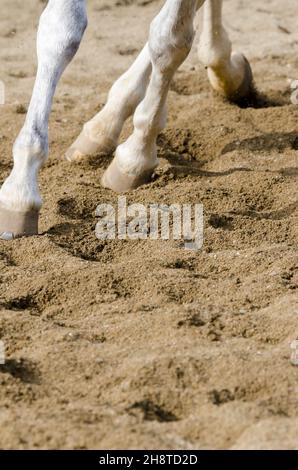 horse hoof that bars on the sandy ground in italy Stock Photo