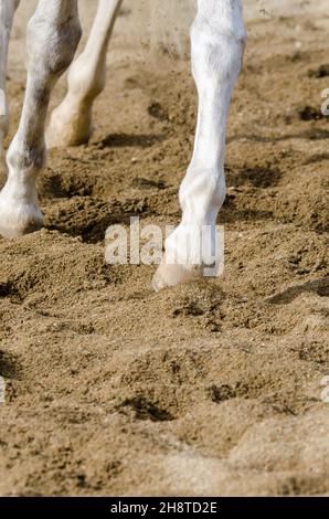 horse hoof that bars on the sandy ground in italy Stock Photo