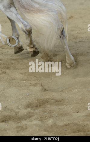 horse hoof that bars on the sandy ground in italy Stock Photo