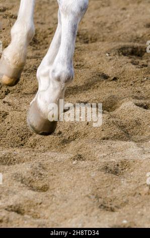 horse hoof that bars on the sandy ground in italy Stock Photo