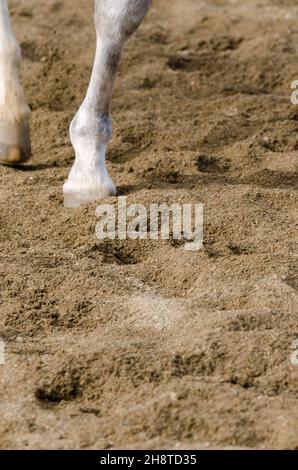 horse hoof that bars on the sandy ground in italy Stock Photo