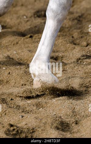 horse hoof that bars on the sandy ground in italy Stock Photo