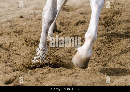 horse hoof that bars on the sandy ground in italy Stock Photo