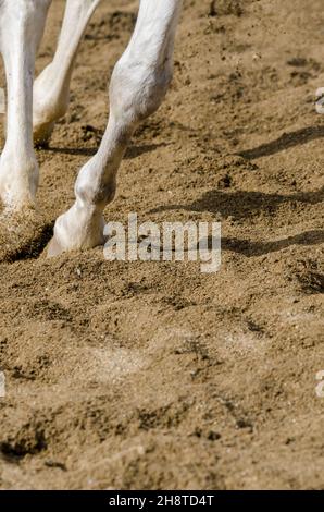 horse hoof that bars on the sandy ground in italy Stock Photo