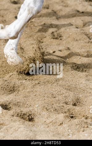 horse hoof that bars on the sandy ground in italy Stock Photo