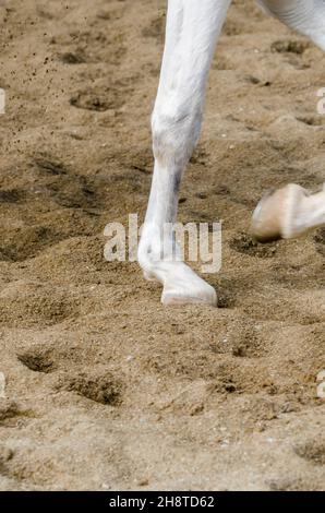 horse hoof that bars on the sandy ground in italy Stock Photo