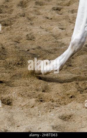 horse hoof that bars on the sandy ground in italy Stock Photo