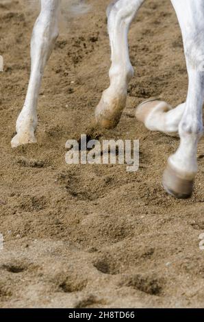 horse hoof that bars on the sandy ground in italy Stock Photo