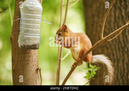 Red squirrel eats from a feeder in the autumn park Stock Photo