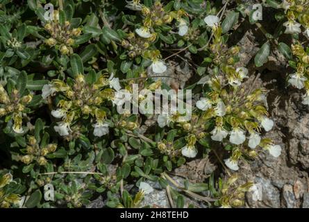 Mountain germander, Teucrium montanum in flower in the alps. Stock Photo