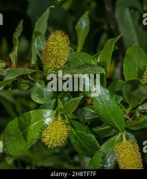 Bay willow, Salix pentandra, male catkins in flower. Stock Photo