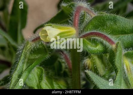 A Golden Drop, Onosma arenaria ssp. pyramidata, Onosma arenaria, in flower in the Alps Stock Photo