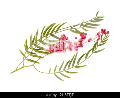 Twig of pink pepper tree, Schinus molle, introduced species in Canary Islands, isolated on white background Stock Photo