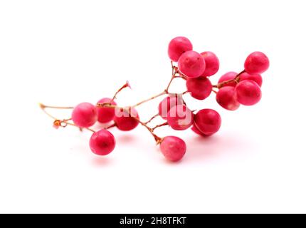 Twig of pink pepper tree, Schinus molle, introduced species in Canary Islands, isolated on white background Stock Photo