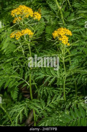 Tansy-leaved rocket, Hugueninia tanacetifolia, in flower in the French Alps. Stock Photo