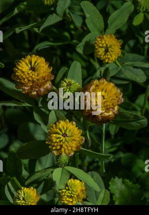 Brown Clover, Trifolium badium in flower in alpine pasture. Stock Photo