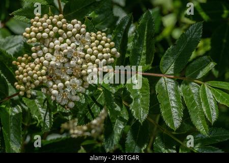 Sitka mountain-ash, Sorbus sitchensis in flower, north-western USA. Stock Photo