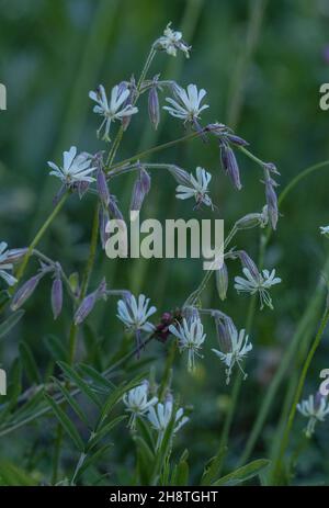 Nottingham catchfly, Silene nutans, in flower in upland grassland. Stock Photo