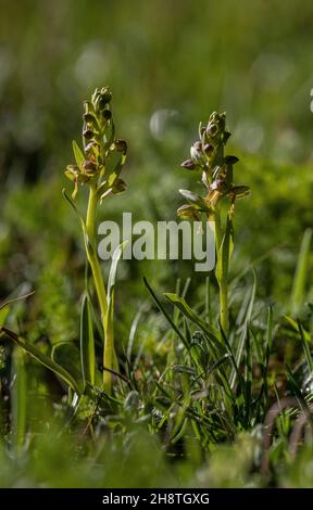 Frog Orchid, Dactylorhiza viridis, in flower in montane grassland. Stock Photo