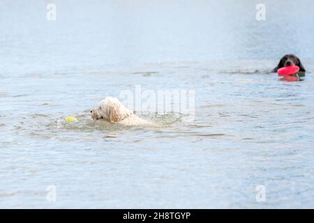 White dog with curly hair, viewed from the side. Yellow tennis ball floats on the blue water. In the background, a brown dog swims with a red Frisbee Stock Photo