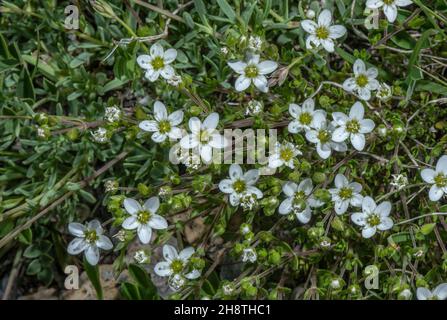 Fringed sandwort, Arenaria ciliata, in flower in alpine pasture. Stock Photo