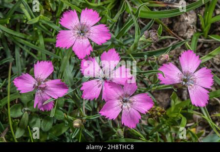 Three-veined pink, Dianthus pavonius, in flower in alpine grassland, french Alps. Stock Photo