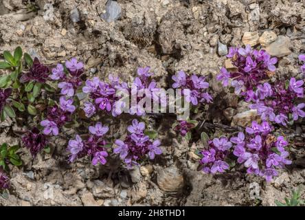 Wild Thyme, Thymus polytrichus, in flower in alpine pasture. Stock Photo