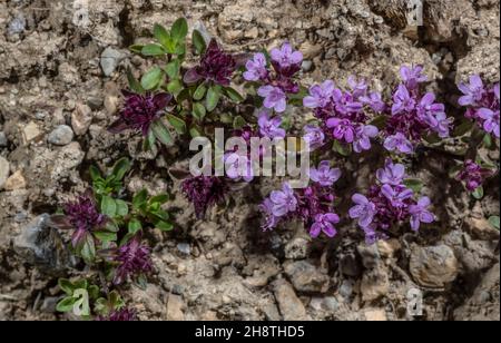 Wild Thyme, Thymus polytrichus, in flower in alpine pasture. Stock Photo