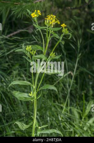 Perennial Rocket, Sisymbrium strictissimum in flower Stock Photo