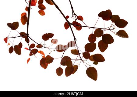 Euphorbia cotinifolia, branches with red leaves isolated on white background Stock Photo