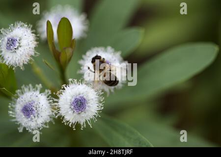 Flora of Gran Canaria -  small pale blue flowers of Globularia ascanii, endemic to the island, natural macro floral background Stock Photo