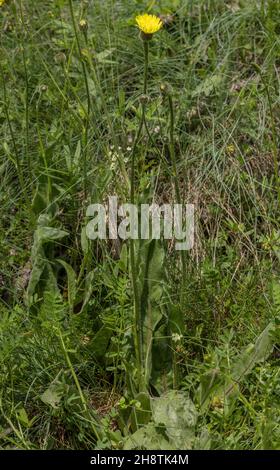 Spotted Cat's-ear, Hypochaeris maculata in flower in calcareous grassland. Stock Photo