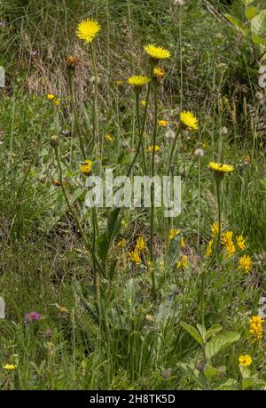 Spotted Cat's-ear, Hypochaeris maculata in flower in calcareous grassland. Stock Photo